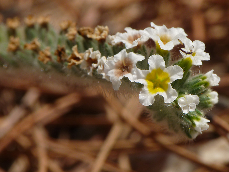 Una Boraginacea?  S, Heliotropium cfr. hirsutissimum